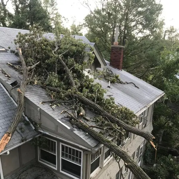 Do You Need Emergency Tree Removal? Here’s What You Can Do - Tree Sixty ...