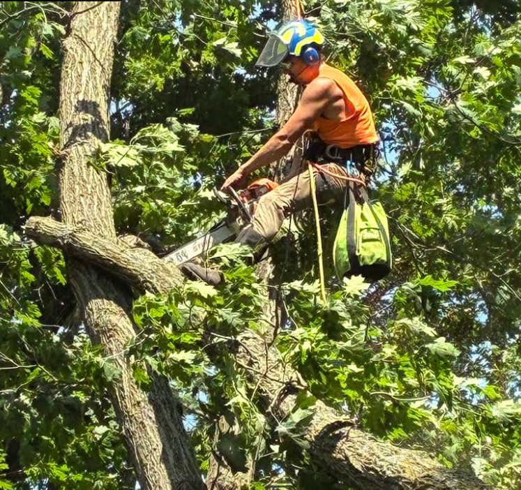 Tree inspection in winter on a leafless tree in Southwest Wisconsin