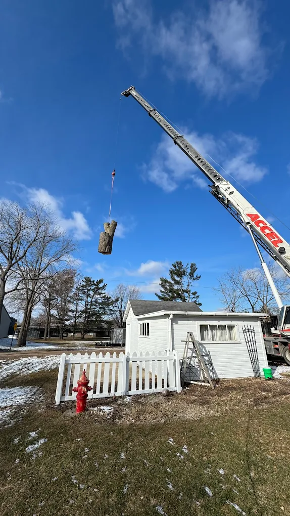 6 Signs It’s Time to Remove a Tree on Your Property