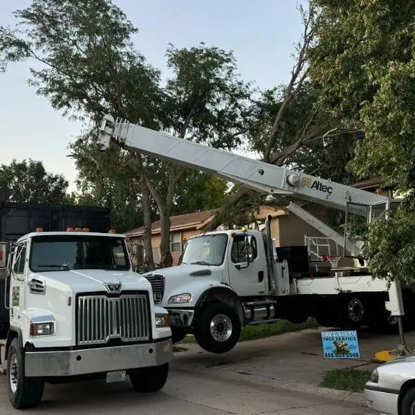 Large maple tree removal in Norwalk WI with full cleanup