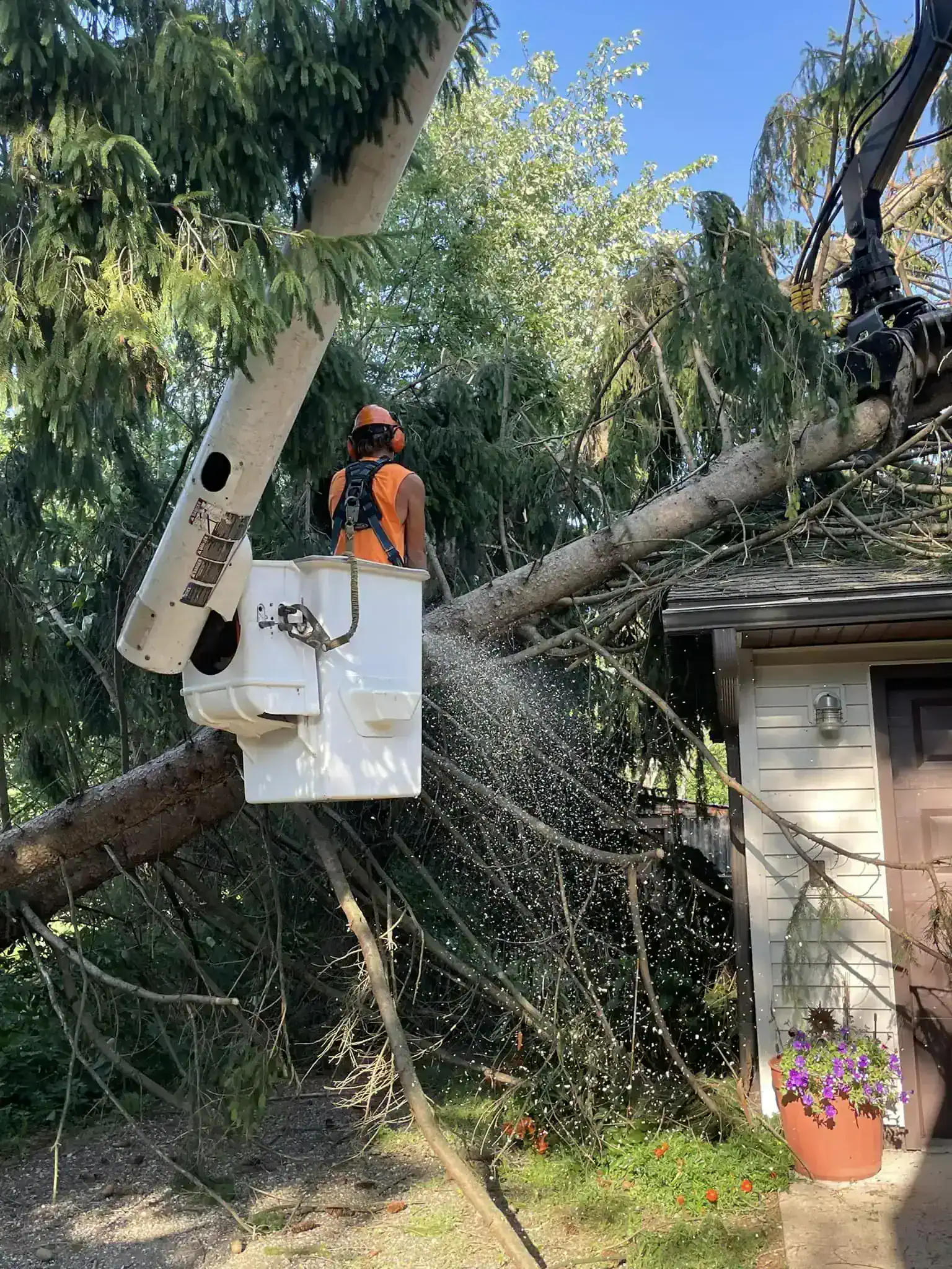 Tree removal with brush management in Norwalk WI
