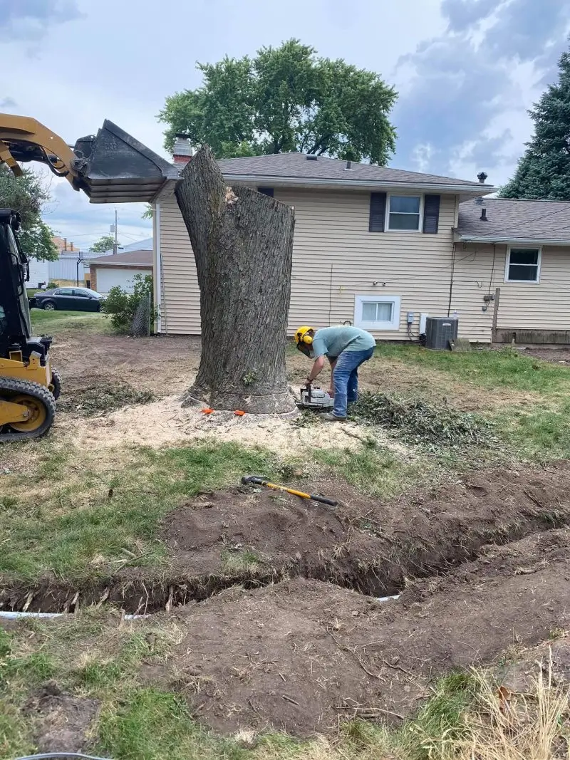 Tree removal and stump grinding in Norwalk WI with full cleanup